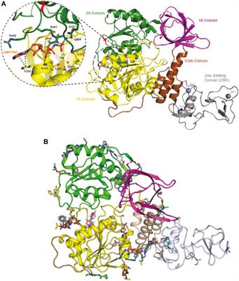 Therapeutic potential of compounds targeting SARS-CoV-2 helicase